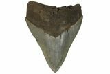 Serrated, Fossil Megalodon Tooth #186680-1